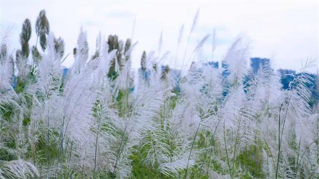 秋日胜春朝 老鹰坵芦苇摇曳绘就泸州江岸生态新画卷