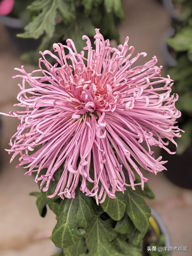 秋风独宠一园菊，晚来香艳出樊篱——北京北海公园2025年菊花展