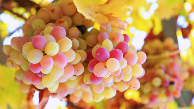 多年来，一批又一批绍兴人前赴后继，走进了这座大漠小城……