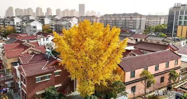 仪征这里的银杏美景醉全城