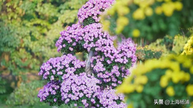 闭幕倒计时！错过就要等明年！