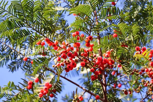浙江宁波发现一条新的红枫古道，沿途风景犹如油画，拍照太出片