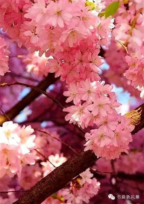 醉是春花烂漫时