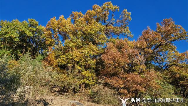 泰安：泰山腰一条鲜为人知的环山小道，却藏着深秋的惊艳