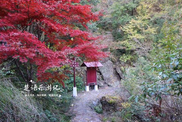 真是绝美！宁波这条山涧古道沿途尽是红枫，与古寺相映堪比诗画