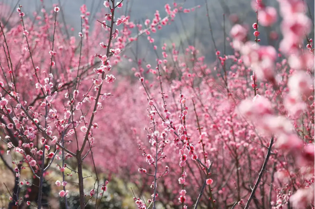 花果山景区：梅花绽放春意浓 踏青赏景正当时
