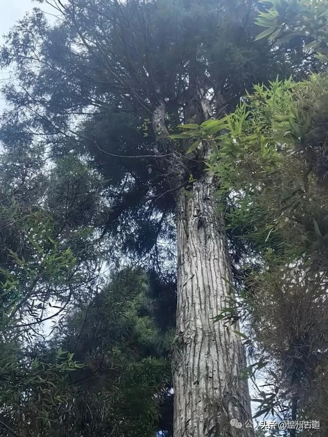 这个凭借21℃的天然清凉悄然“出圈”的森林小镇，别具异域风情！
