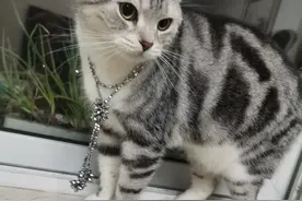 猫为什么镇宅图片