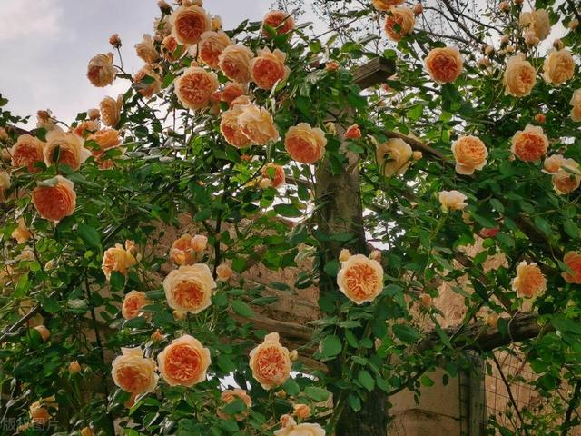 2025 实测！爬藤月季 “扛把子” TOP5，新手闭眼入的爆花神器！