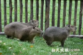 卡皮巴拉乐园，恐龙游乐区……上海野生动物园五一前“上新”了图片