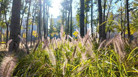 顺义白杨林：把冬日浅金，织进一帧鎏金诗篇里