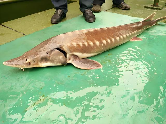 三峡大坝蓄水超20年，里面最大的鱼有多大？