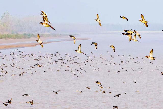 黄河聊城段：飞鸟翔集演绎冬日生态美景