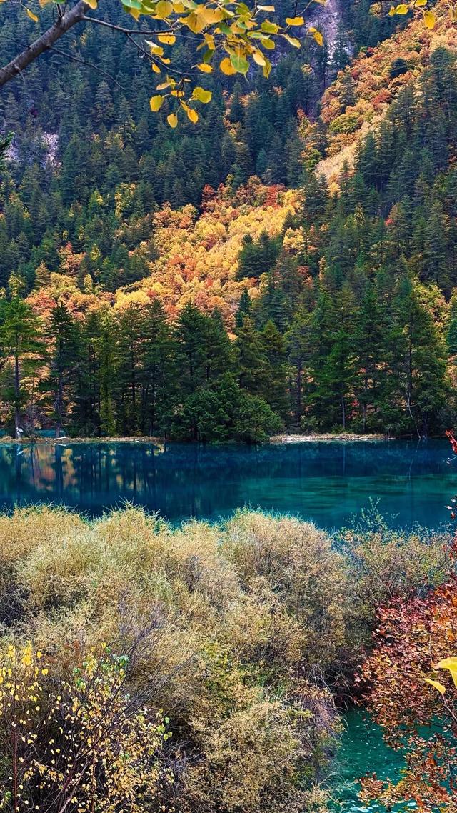 【今日九寨沟】秋季彩林最后的盛宴，明年再见！