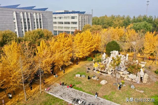 绝美！今天石家庄这个“金色海洋”吸引众人打卡！