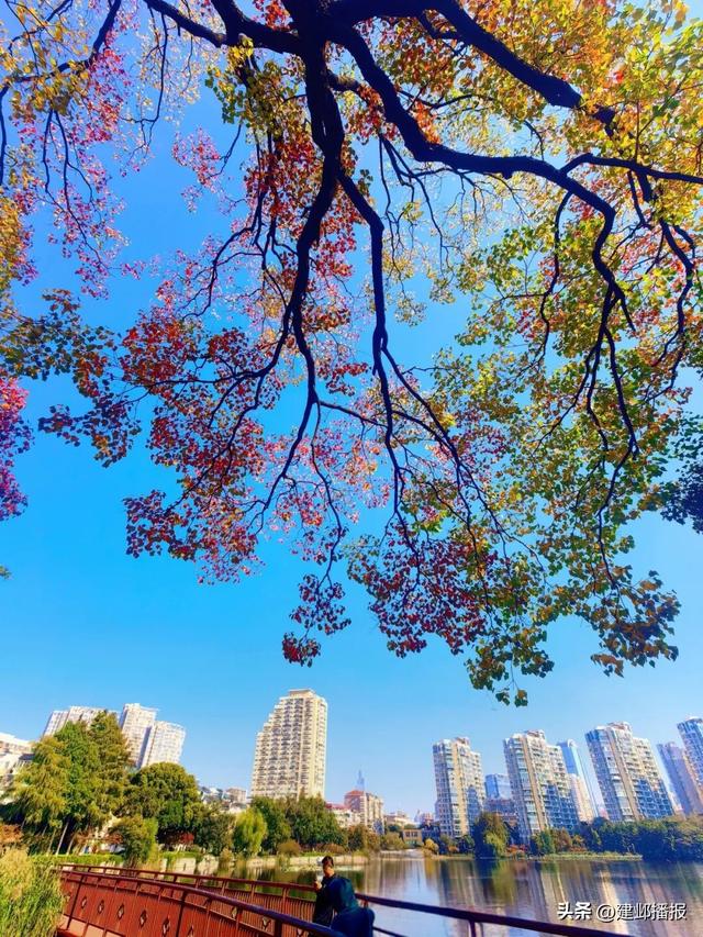 南京深秋顶流！莫愁湖的乌桕树藏不住了