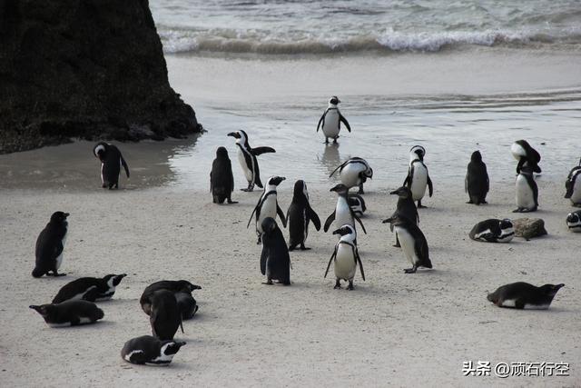 南部非洲：南非开普敦企鹅岛