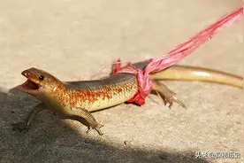 农村常见的“狗婆蛇”，喜欢晒太阳见人就跑，它对人是否有危害？图片