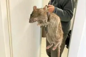 北方老鼠一捏就死，南方老鼠和猫干仗！为何南北老鼠差异那么大？图片