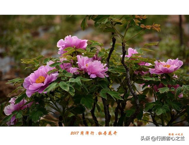 山东行游影记（69）—菏泽赏牡丹（一）