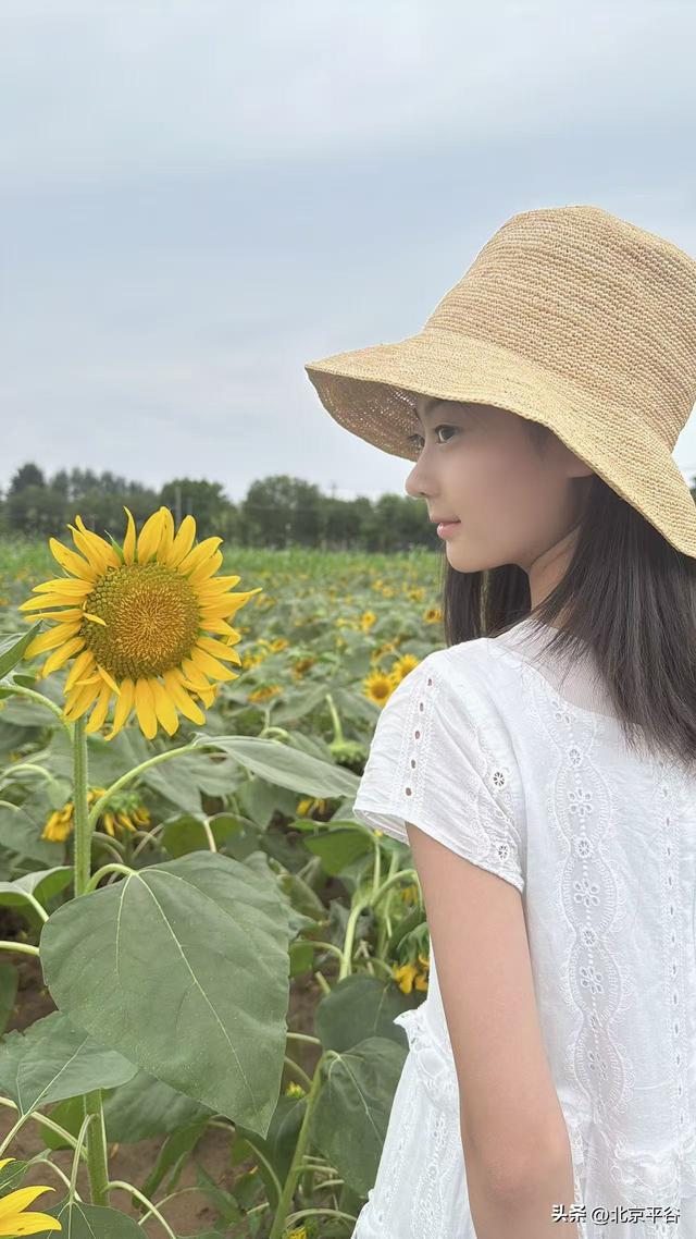 北京平谷“河畔花苑”百亩向日葵盛放，打造沉浸式金秋艺术新地标