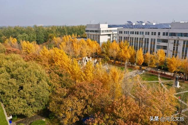 绝美！今天石家庄这个“金色海洋”吸引众人打卡！