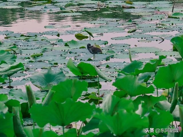 码住！六大公园带你领略江北水城的诗意与浪漫~