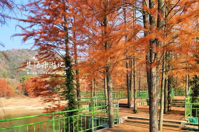 绍兴新昌这处风景少有人来，却是宝藏型桃源秘境，红杉林美不胜收