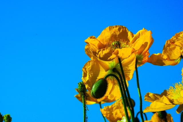 初七前都能冲！世博园从白天嗨到夜晚，全家人的年味都在这了