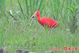 世界上“最红”的鸟现身南宁相思湖图片