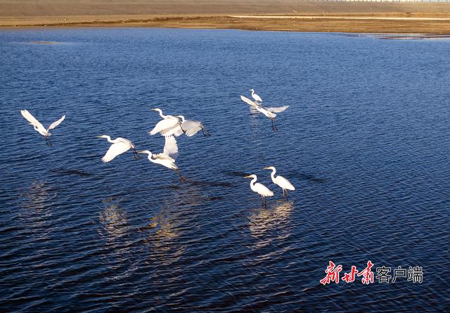 阿克塞：白鹭舞蹁跹 冬景入画来
