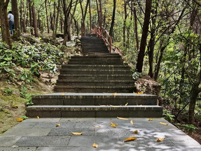 重庆铁山坪森林公园轻徒步路线
