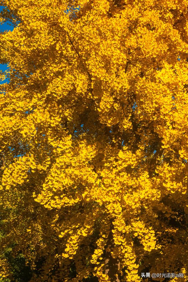 这么近那么美，银杏里的河北最美！