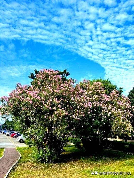 阴花不能进阳宅。这5种花“打死”也不养，家里若有？快挪走！