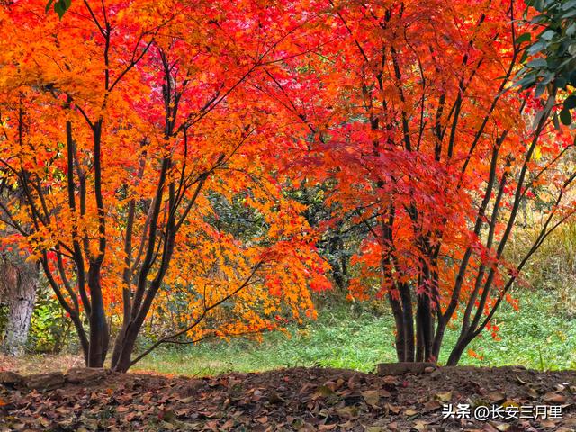 文景公园与文景山公园