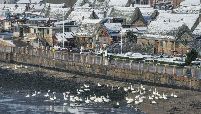 从千年东巡路，到世界渔村冬！第三条线路「天鹅织梦」上线！