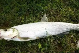 野钓翘嘴小攻略，掌握好方法和技巧，想不“爆护”都难！图片