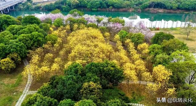当紫荆染城、黄花缀枝，这座「花城后花园」美到窒息！
