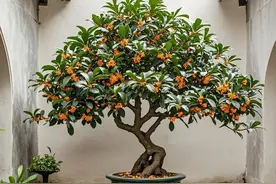 江苏一家的“桂花树”，因颜值太高走红，美得如诗如画，太惊艳了图片