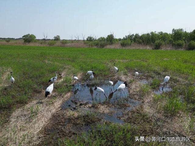 【黄河口生态旅游区】开学季 奔赴自然之美
