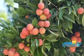 荔枝吃多了可能得荔枝病？ 《本草纲目》中这样记载图片