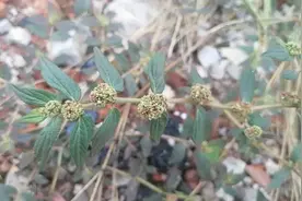 你认识它吗？这就是老人们说的“止痒神器”——飞扬草。图片