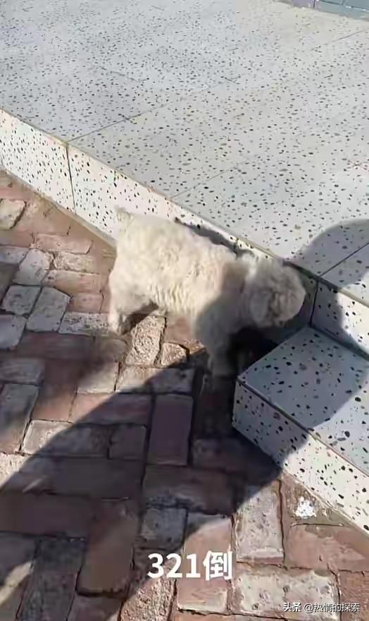 宁夏装死小羊晕倒原因揭秘	，小孩衣服成关键线索，真相太可怜