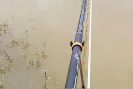 江心洲钓鲢鳙图片