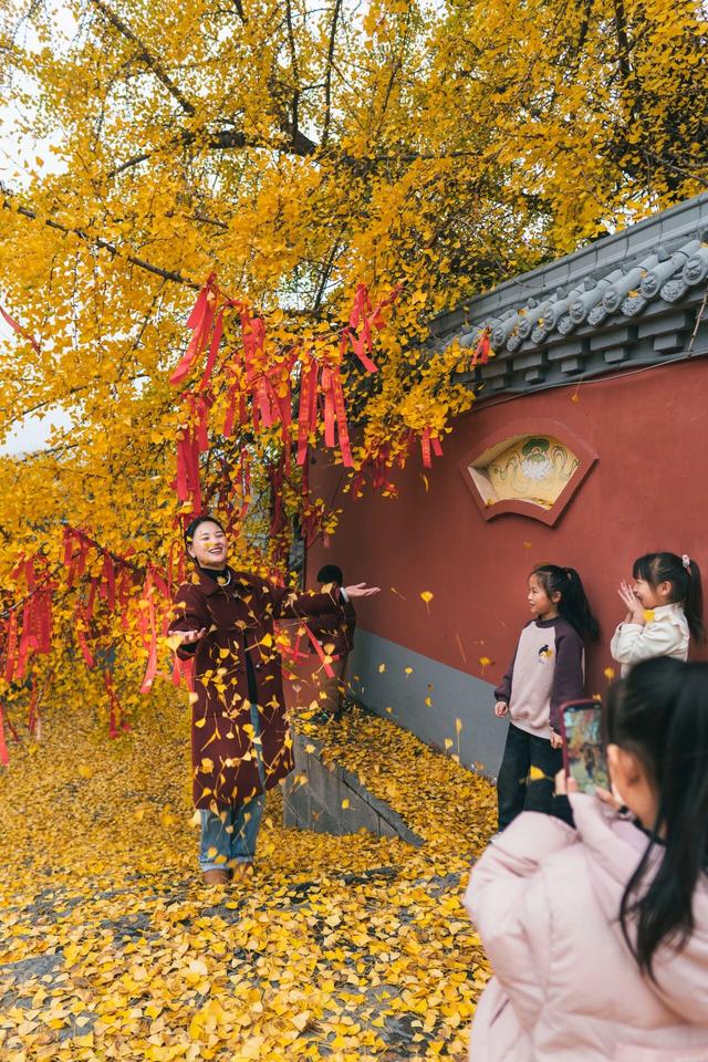 秋日顶流诞生！大鸿寨这棵千年银杏，把秋天染成了金色海洋！