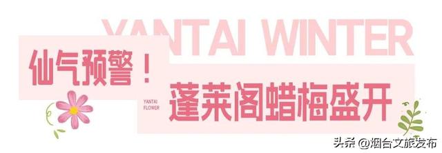 【乐游烟台】周末好去处丨全是花花！烟台神仙小店被花包围了