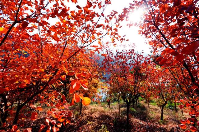 烟台秋日绝色盛宴筹备中，走！寻秋去！