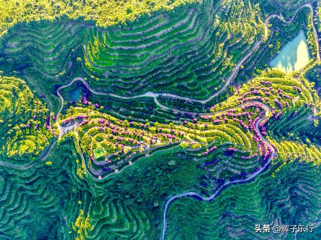 9月，广东潮州雾岽茶园“巴西牡丹”绽放，一场视觉嗅觉的盛宴
