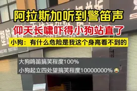 阿拉斯加听到警笛声仰天长啸，旁边小狗：你咋了？图片