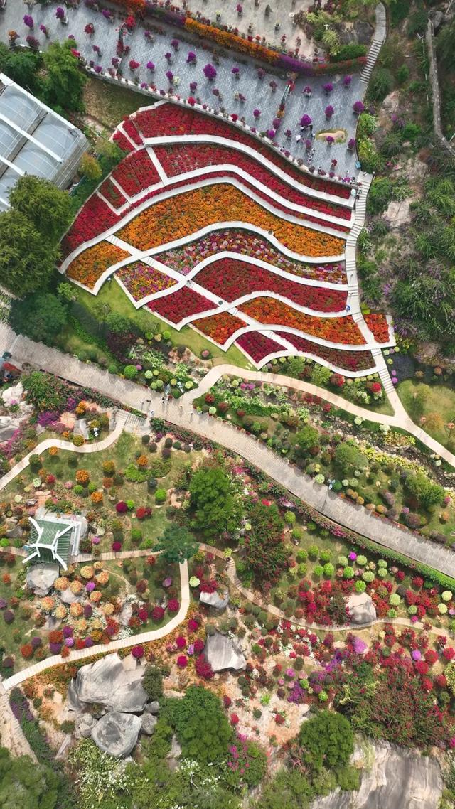 这是冬天？厦门暖冬花花花花花花样缤纷~